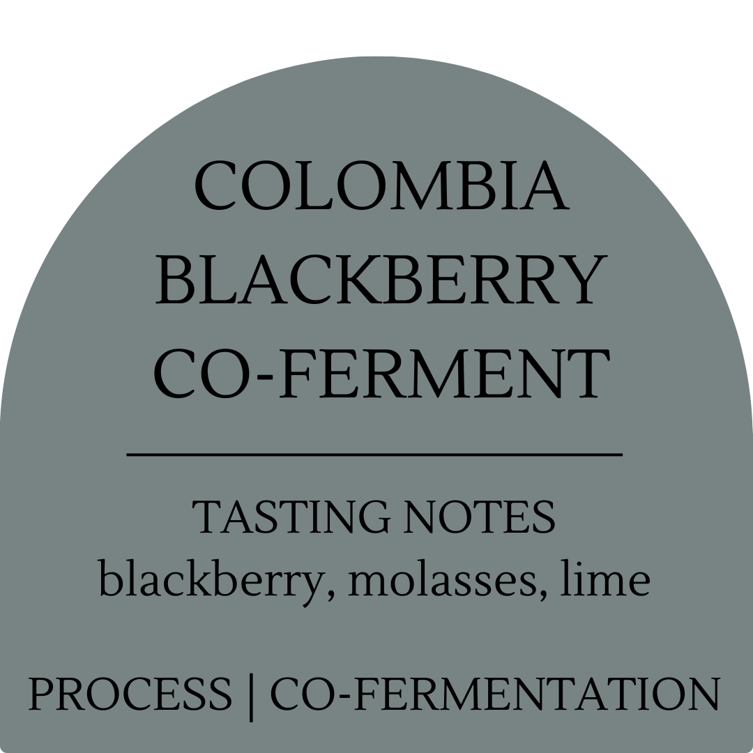 Colombia Blackberry Co-Ferment